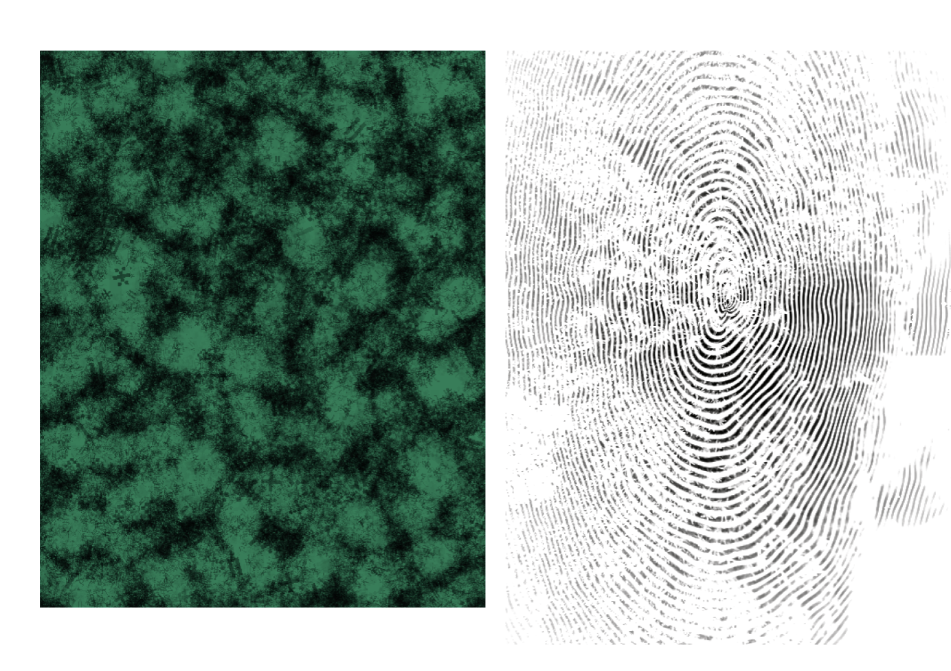 Moss texture and fingerprint moiré